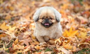 写真投稿で稼ぐにはタグが重要なのか？