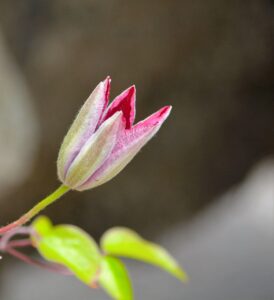 初心者におすすめの写真教本はどれですか？