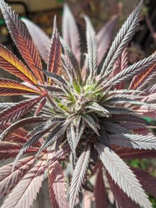 写真受注の成功に向けたハッシュタグ活用法とは？