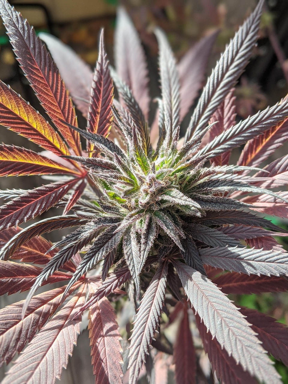 写真受注の成功に向けたハッシュタグ活用法とは？