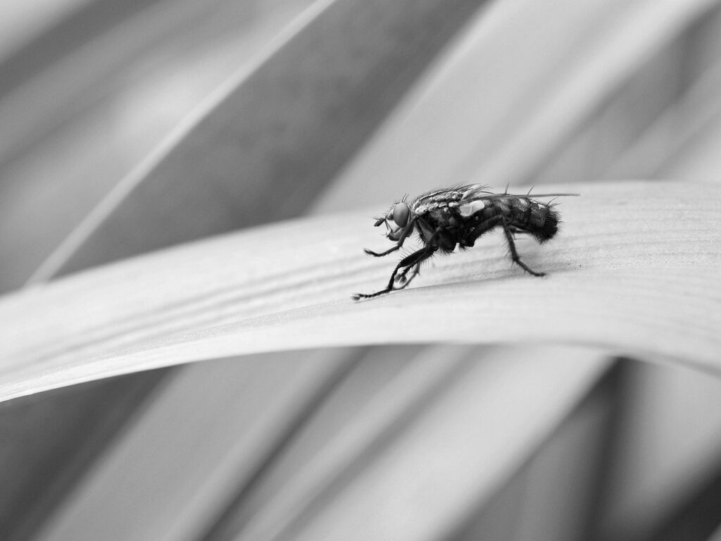 写真の背景をぼかすテクニックとは？