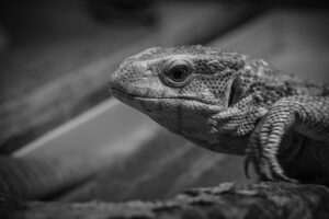 海外でライセンスを取得する方法は？