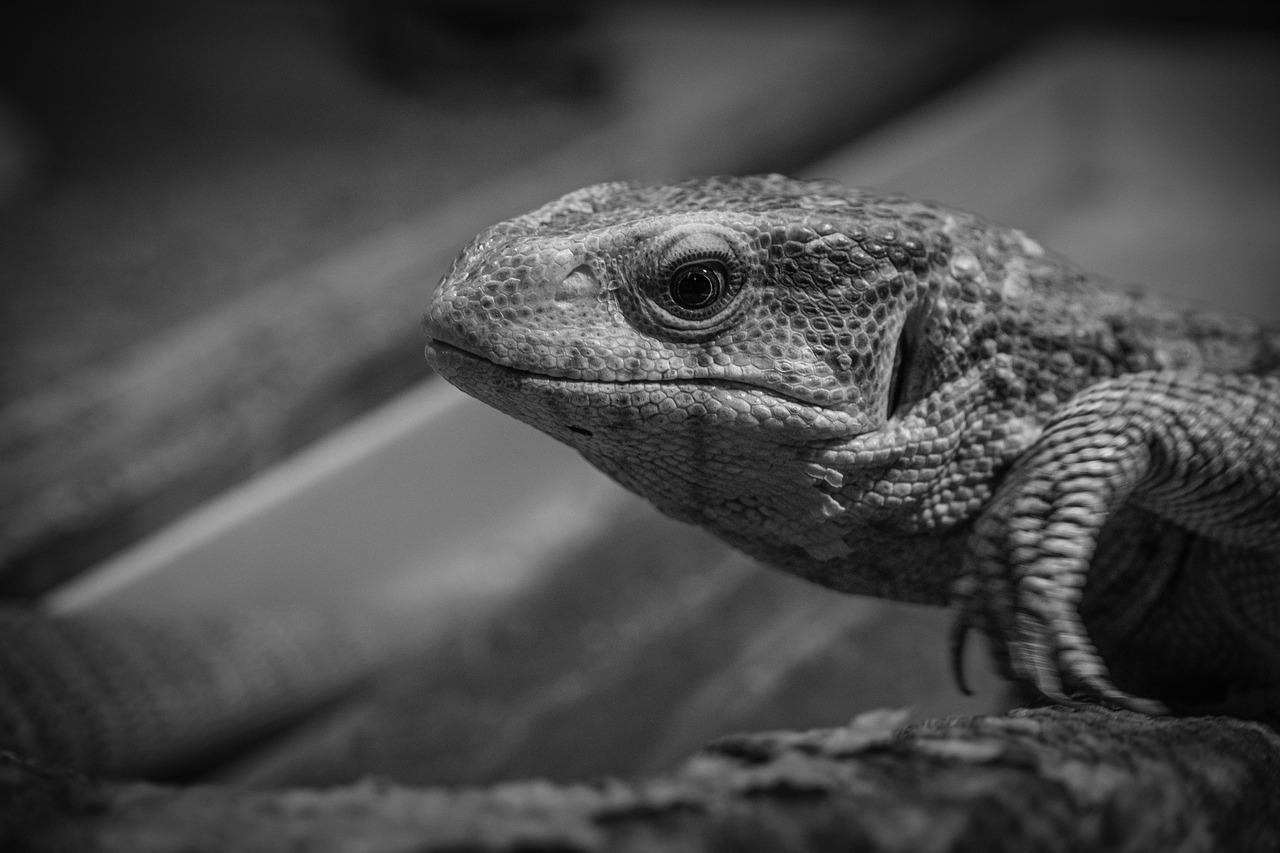 海外でライセンスを取得する方法は？