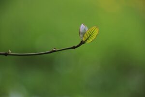 ストックフォトの効果的なタイトルの付け方は？