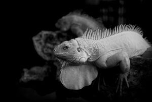 OurPhotoのカメラマン登録方法とそのメリットは？