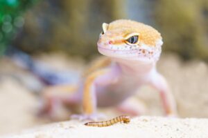 写真ブログの収益化方法にはどのような手段がある？